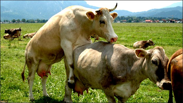 Ca c'est de la vache incontournable !