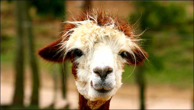 Il sait écrire ce lama ?