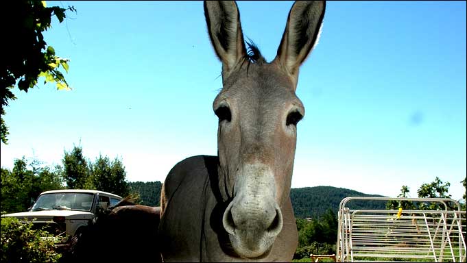 Poney bande de Geek !
