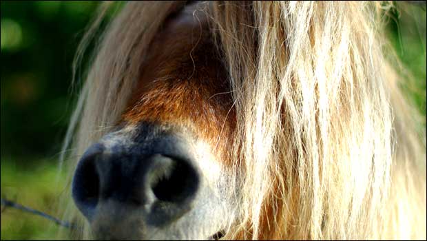 Du gros nez de poney
