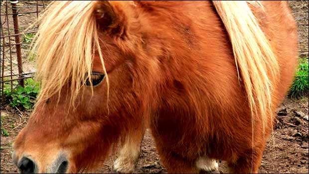 Poney Geek