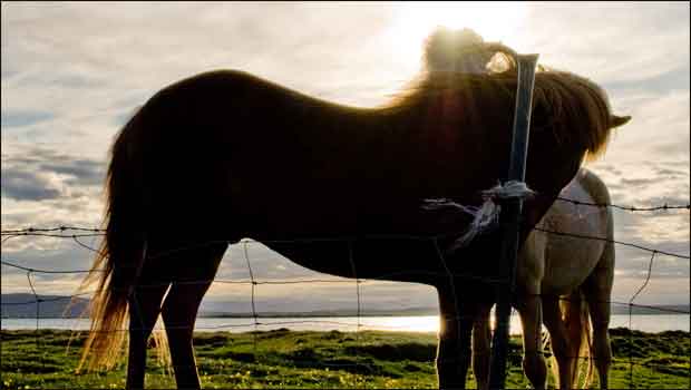Le poney incontournable