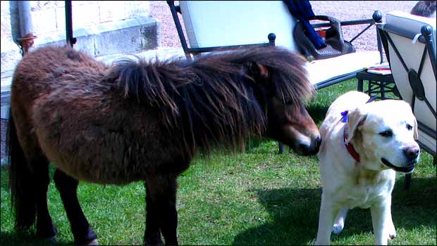 Poney de la semaine
