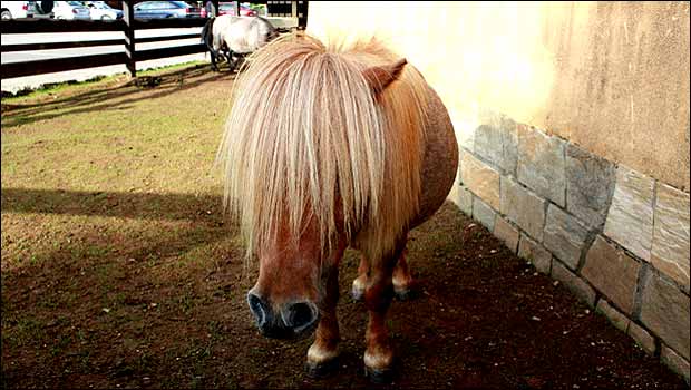 Poney de la semaine