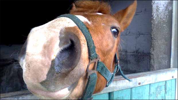 Le poney de la semaine